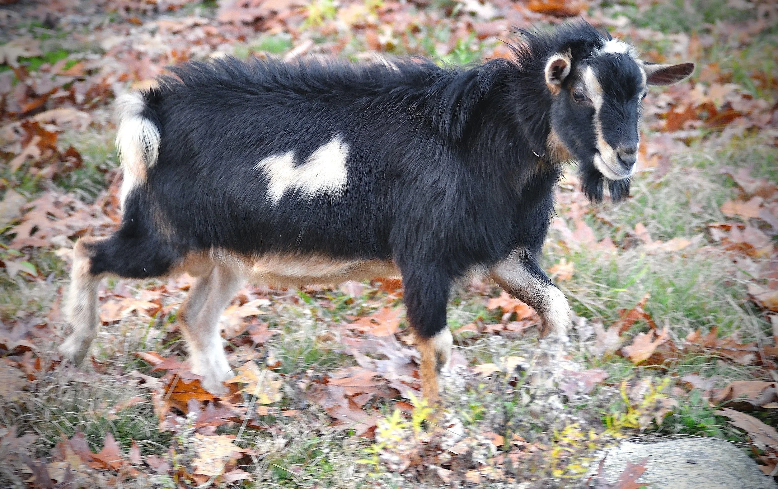 Photos Courtesy of Old Mountain Farm