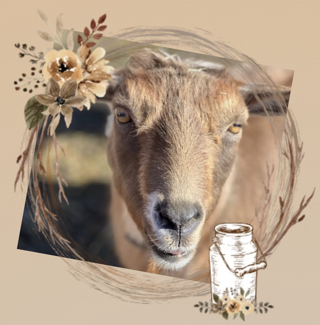 Flower Lion FArm WC Cielo