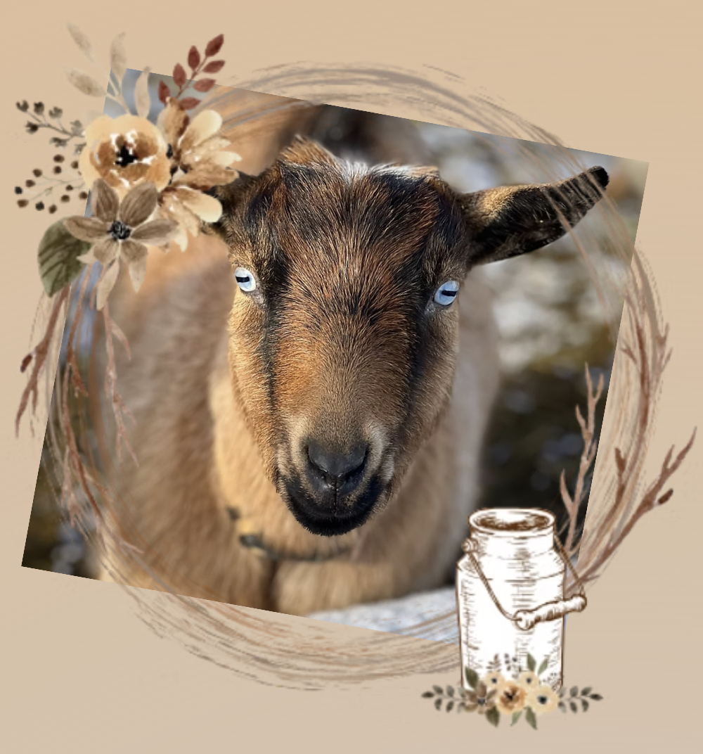 Camping Farms Miss Darla Day