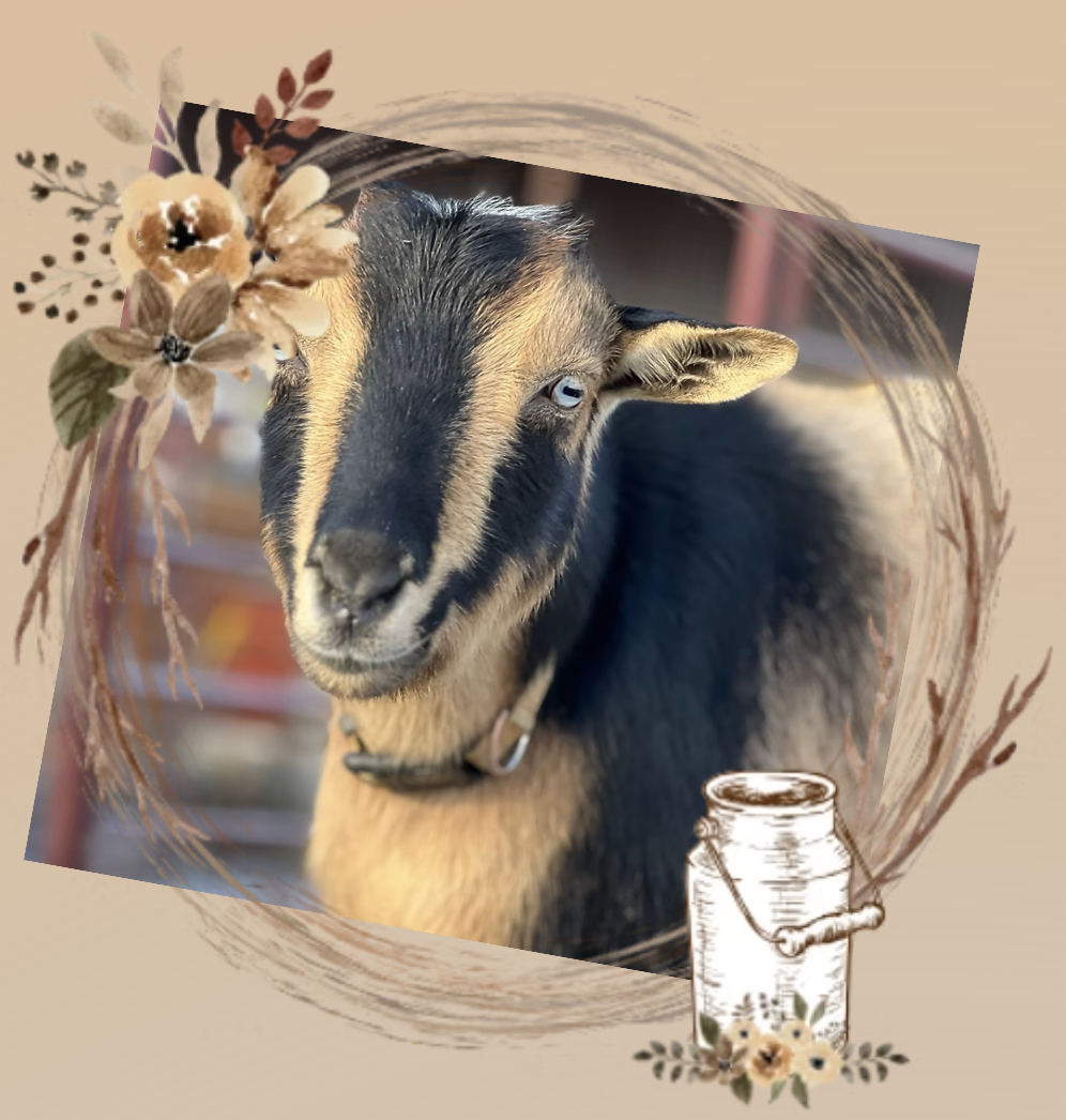 CAMPING FARMS GAZELLE LOVEGOOD