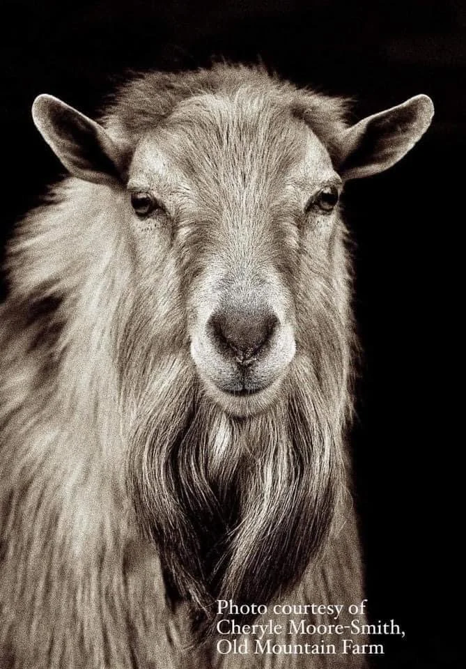 Sire: Old Mountain Farm JustPlainEd