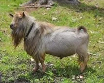 Sire: Old Mountain Farm JustPlainEd