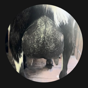 Dam's 3rd Freshening Udder