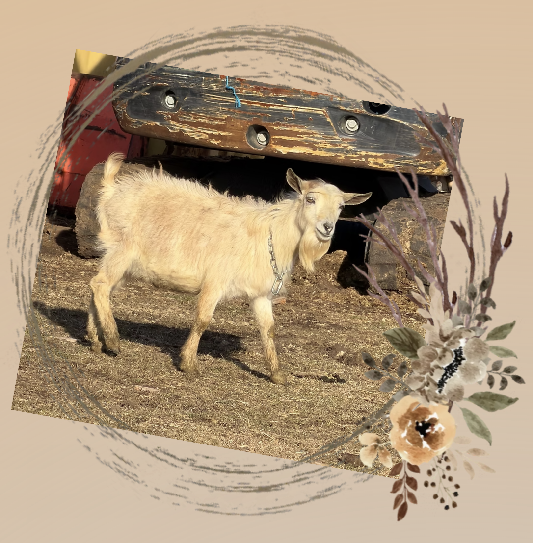 Old Mountain Farm Silver Mine