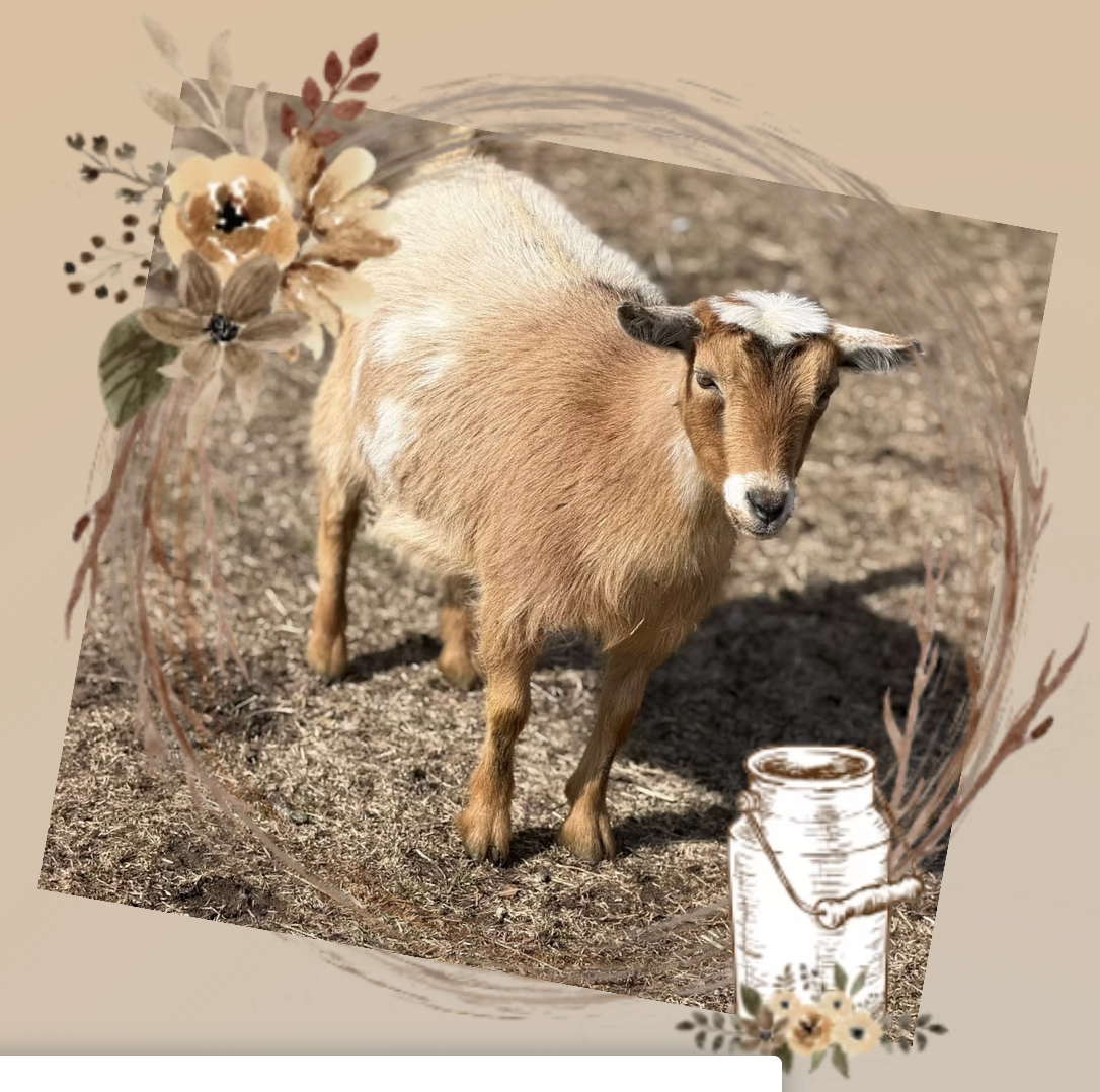 Old Mountain Farm RainE Royale