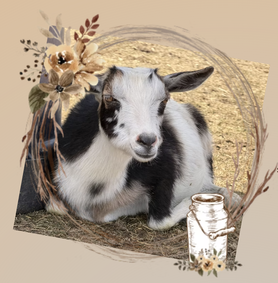 Old Mountain Farm Hannah Quinn