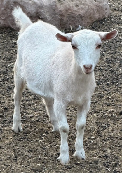 Ivory Elk.png