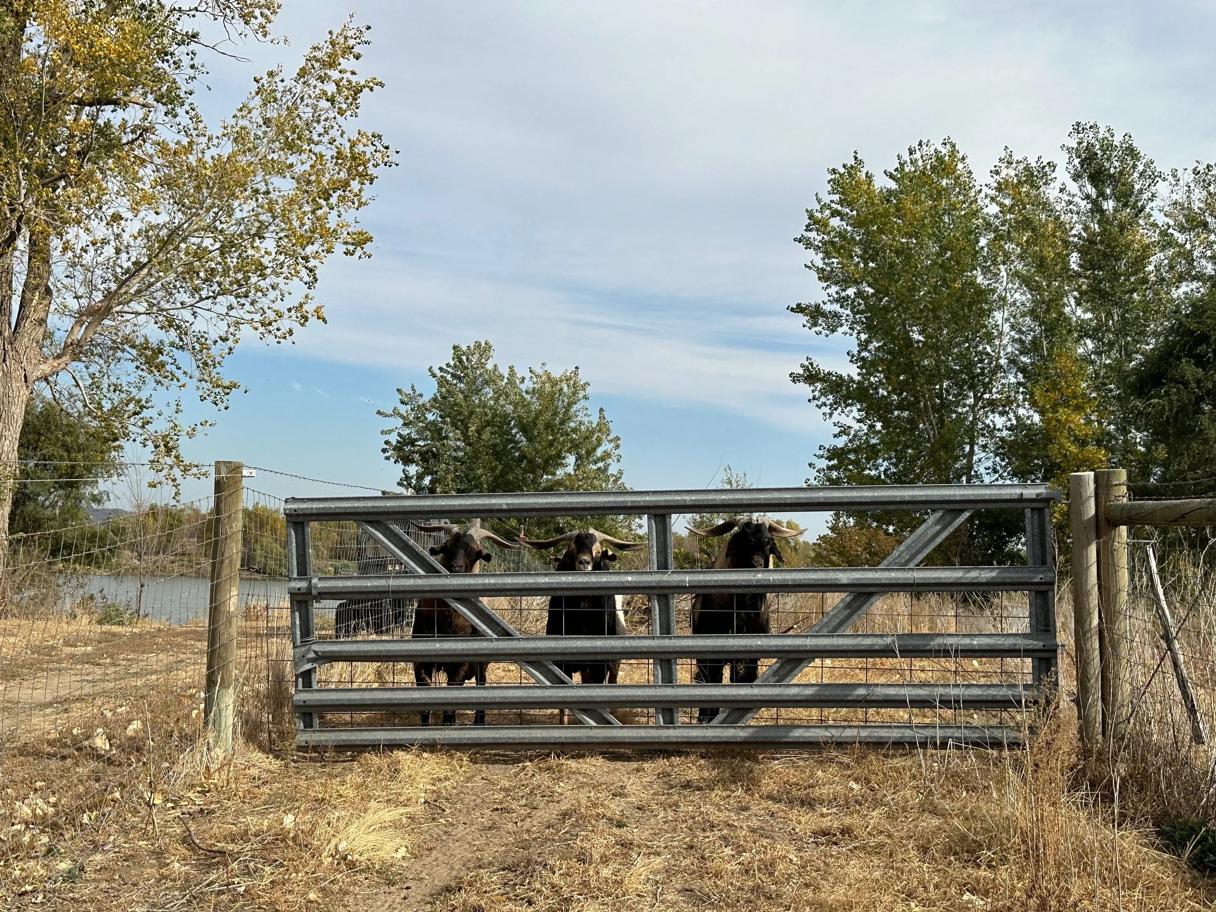 Three black buffalo with long, curved horns standing behind a metal gate in a dry, grassy field with trees and a body of water in the background.