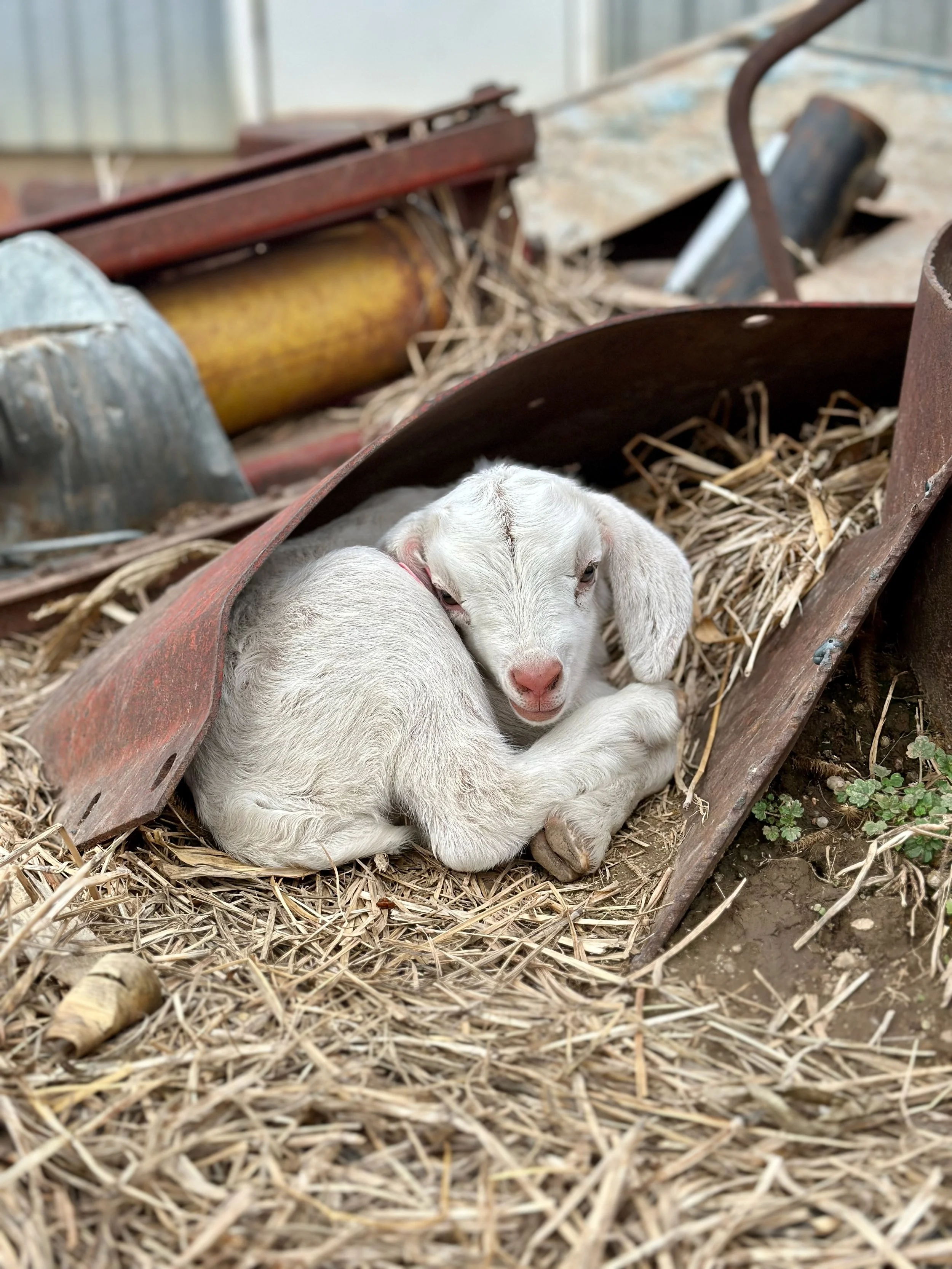 A white baby goat lying on straw surrounded by old, rusty farm equipment.