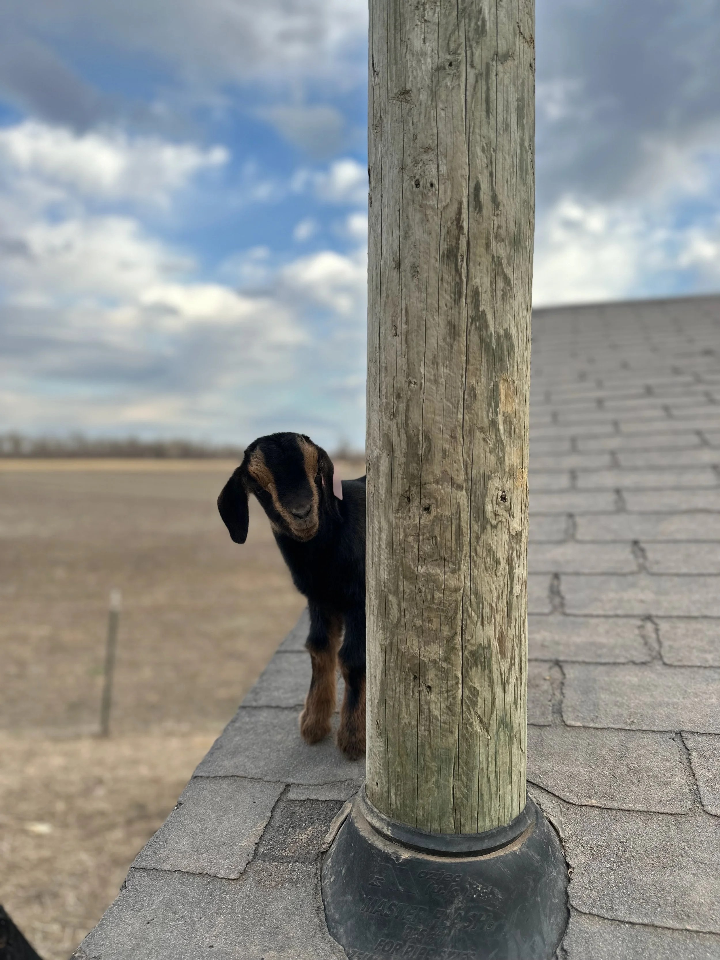 A black and brown puppy peeking behind a tall wooden post on a rooftop.