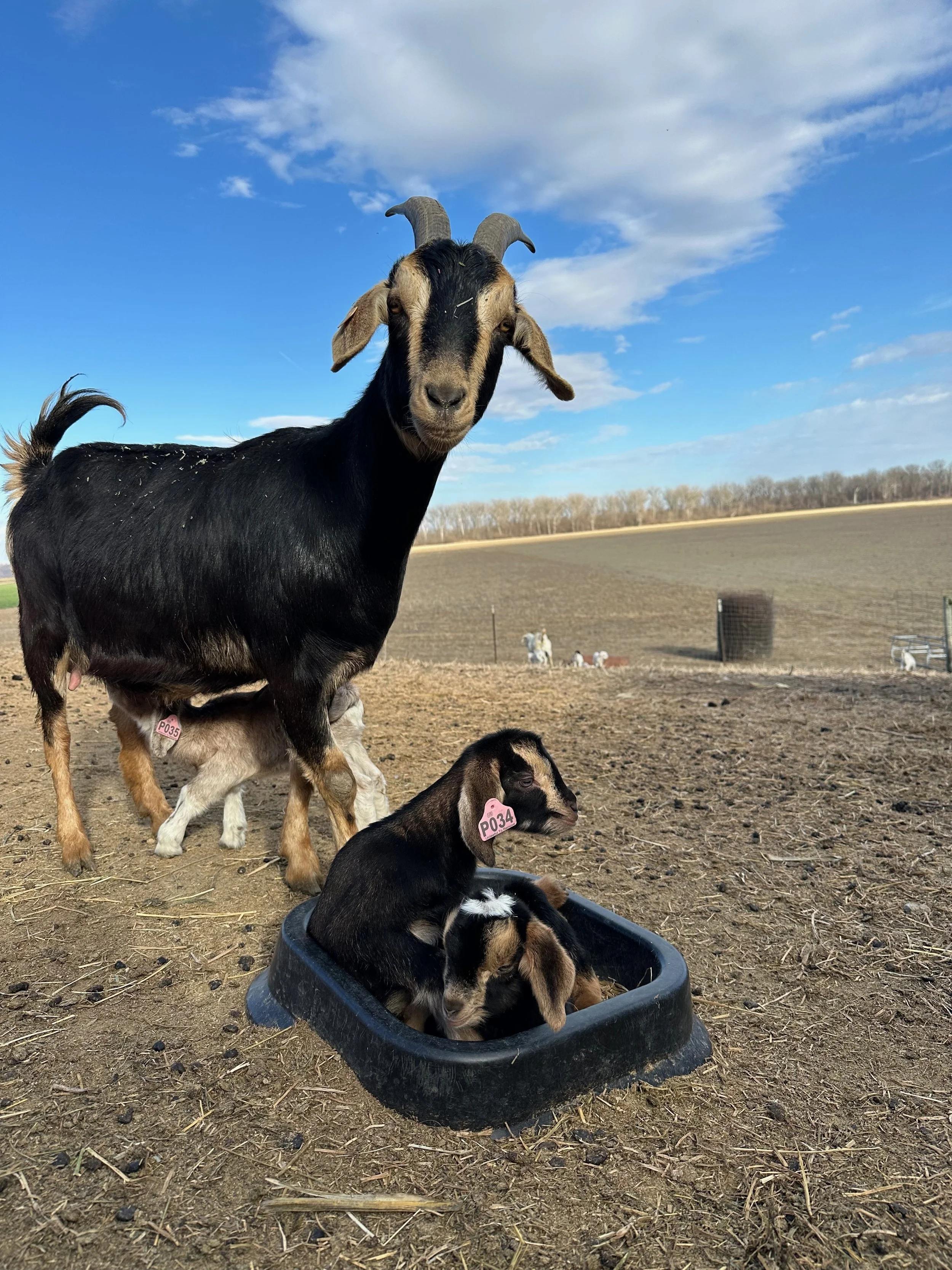 A black and tan goat standing on dirt next to a black feeding tray with two baby goats inside, on a farm with a field and blue sky in the background.