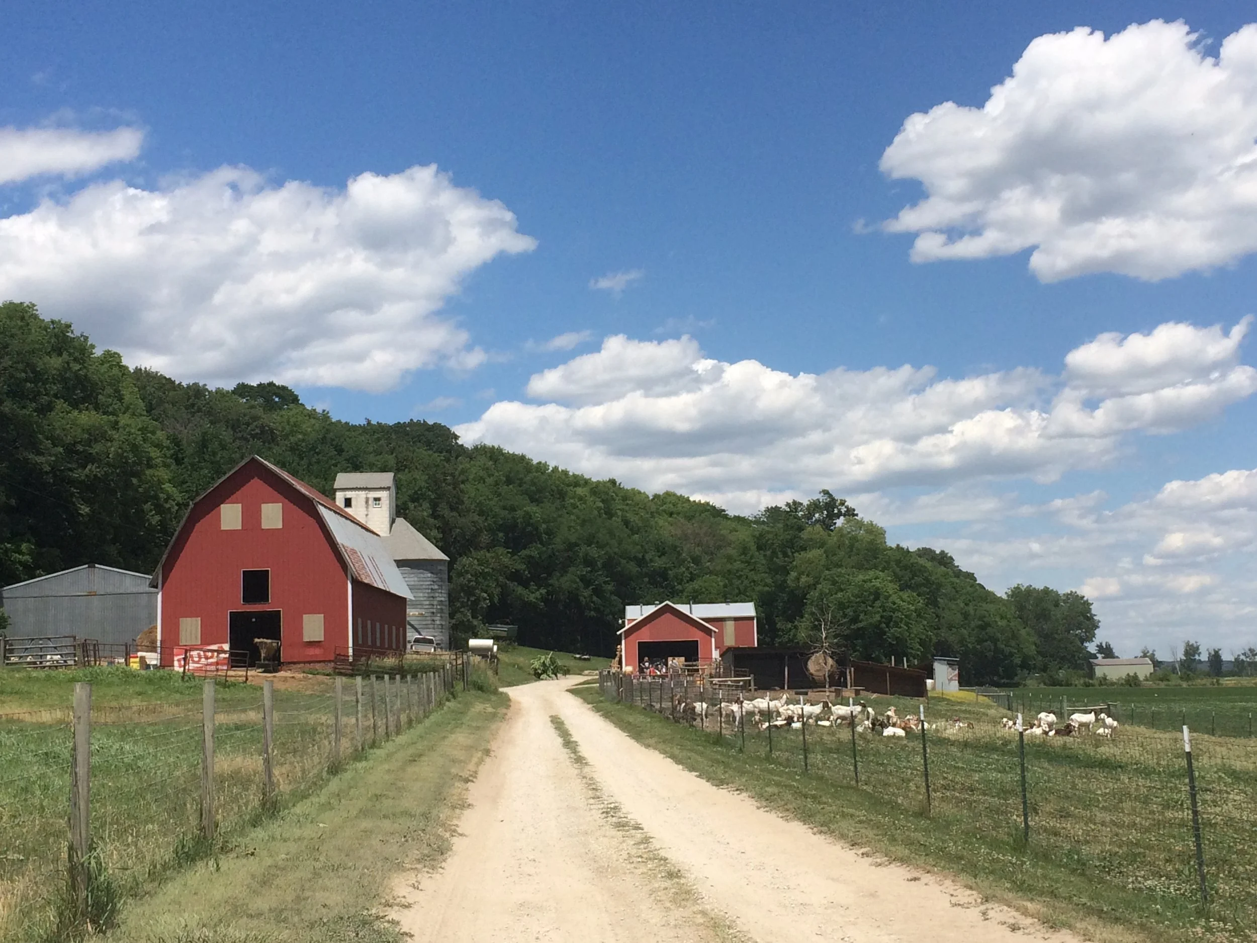 A rural farm scene with red barns, a silo, fenced pastures with goats, a dirt road, green hills, trees, and a blue sky with white clouds.