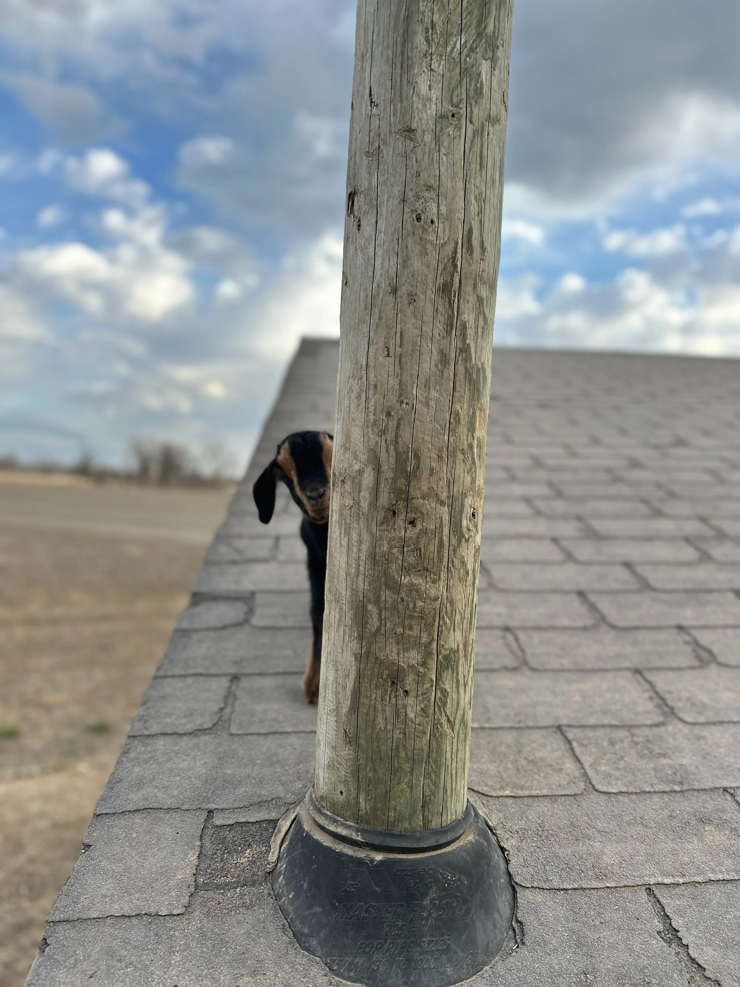 Partially obscured young goat peeking from behind a wooden utility pole on a rooftop outside, with cloudy sky and a rural landscape in the background.