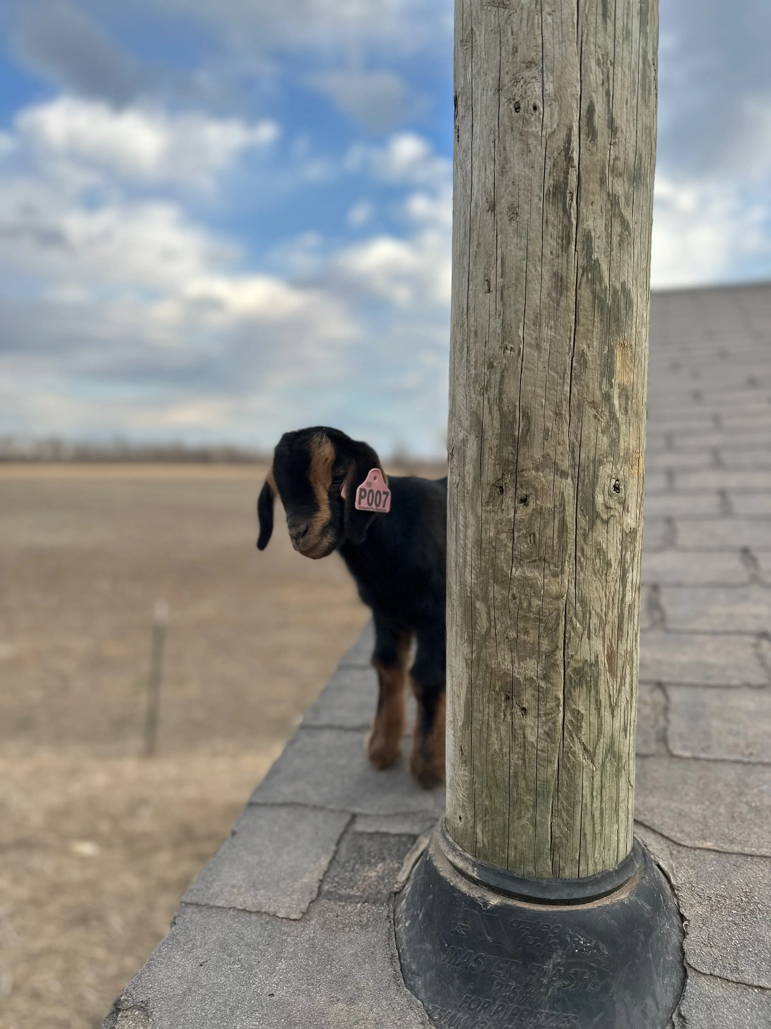 A small black and brown puppy peeking from behind a wooden pole on a gravel path with a cloudy sky in the background