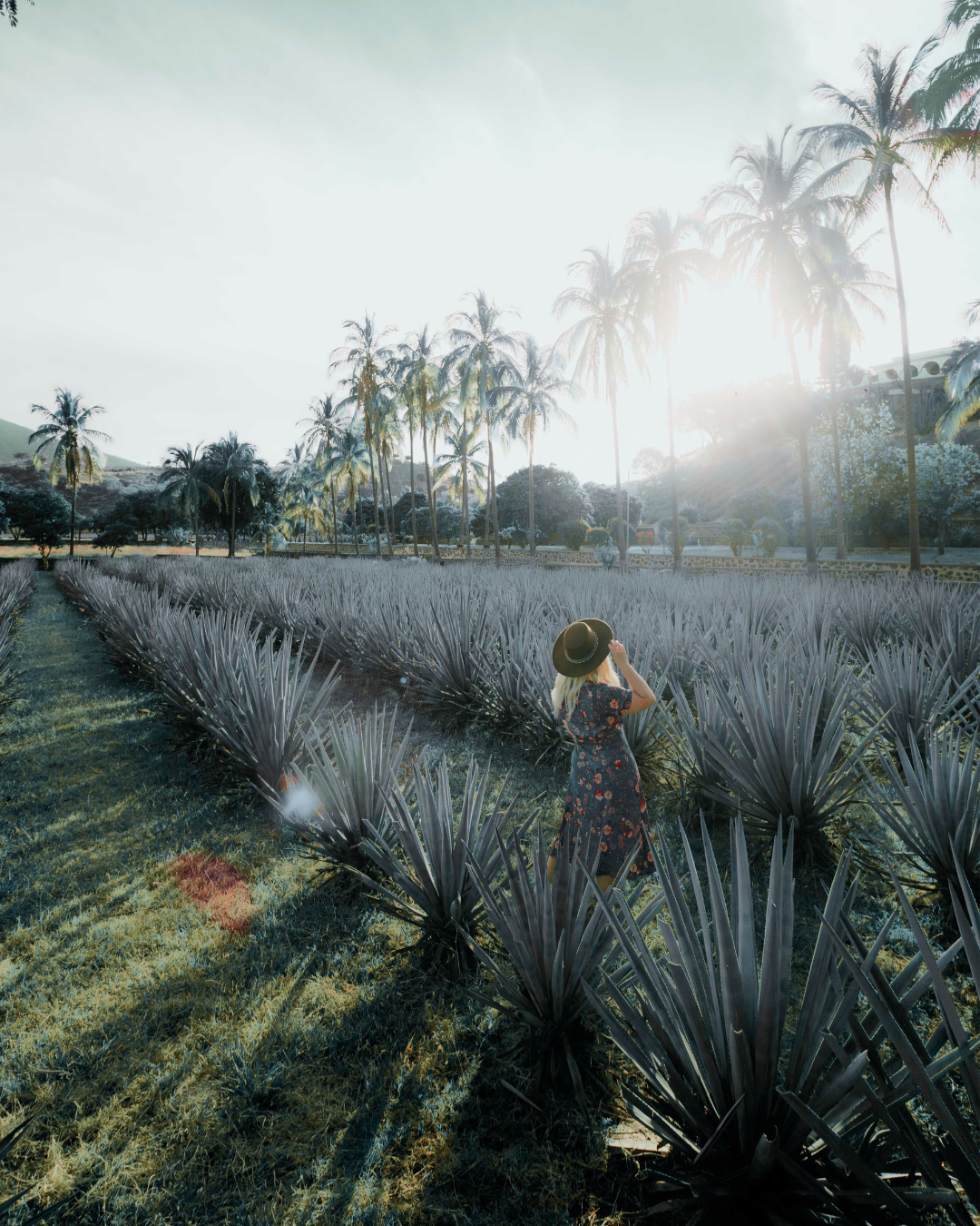 A woman in a floral dress and wide-brimmed hat walking through a field of purple agave plants during sunny weather, with palm trees and mountains in the background.
