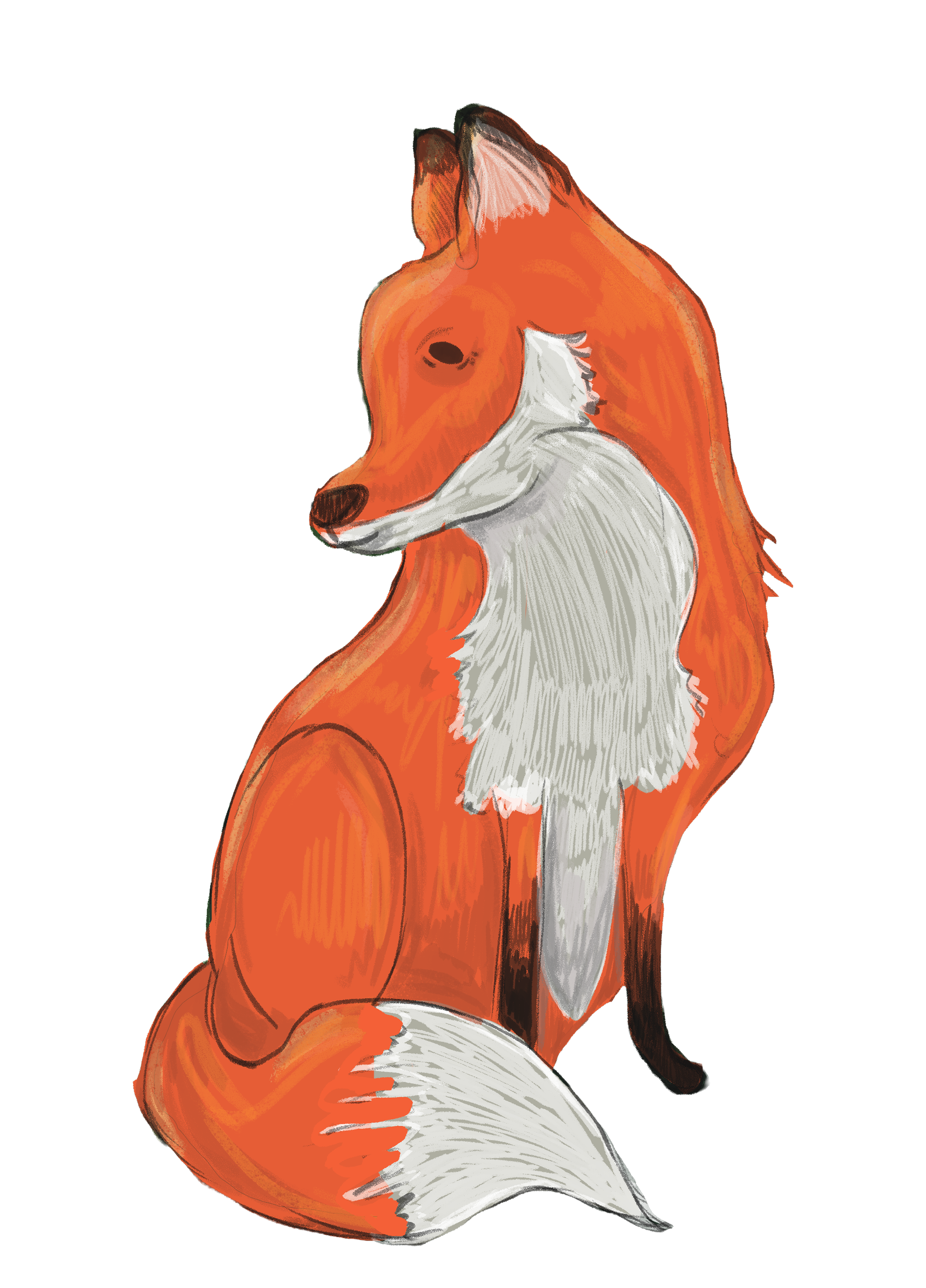 Eine zeichnerische Illustration eines Fuchses mit orangefarbenem Fell, weißen Bauch- und Gesichtsbereichen, schwarzen Ohren- und Schwanzspitzen, in einem seitlichen Profil.