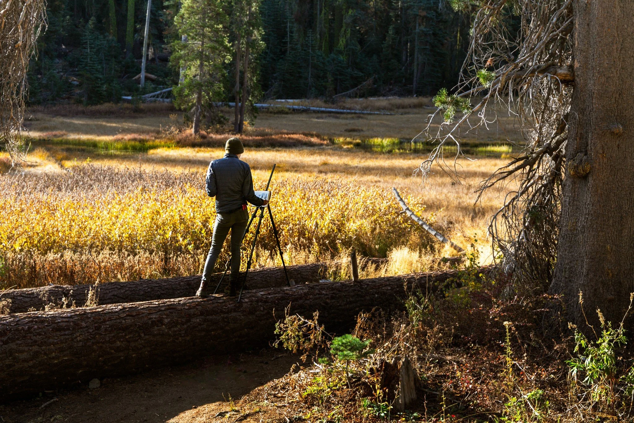 A plein air painter stands on a fallen tree trunk in a forested meadow, taking painting the landscape with a small easel. The scene features tall trees, yellow and green foliage, and sunlight illuminating the area.