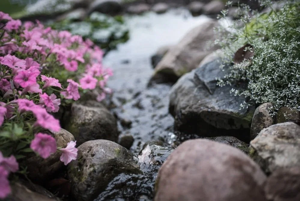 Close-up of a small stream flowing over rocks, surrounded by pink and white flowers.