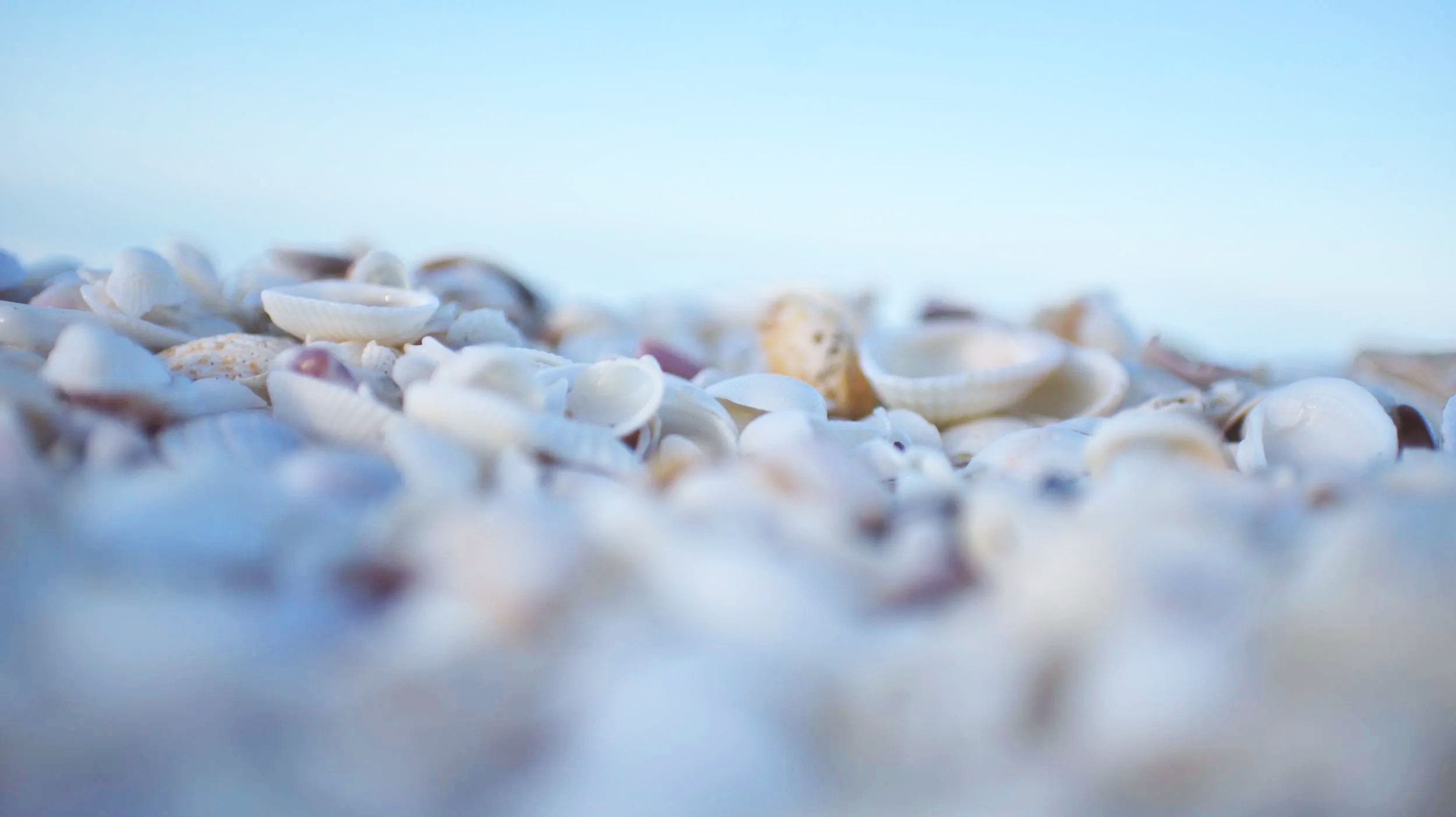Close-up of various seashells scattered on the beach with a clear blue sky in the background.