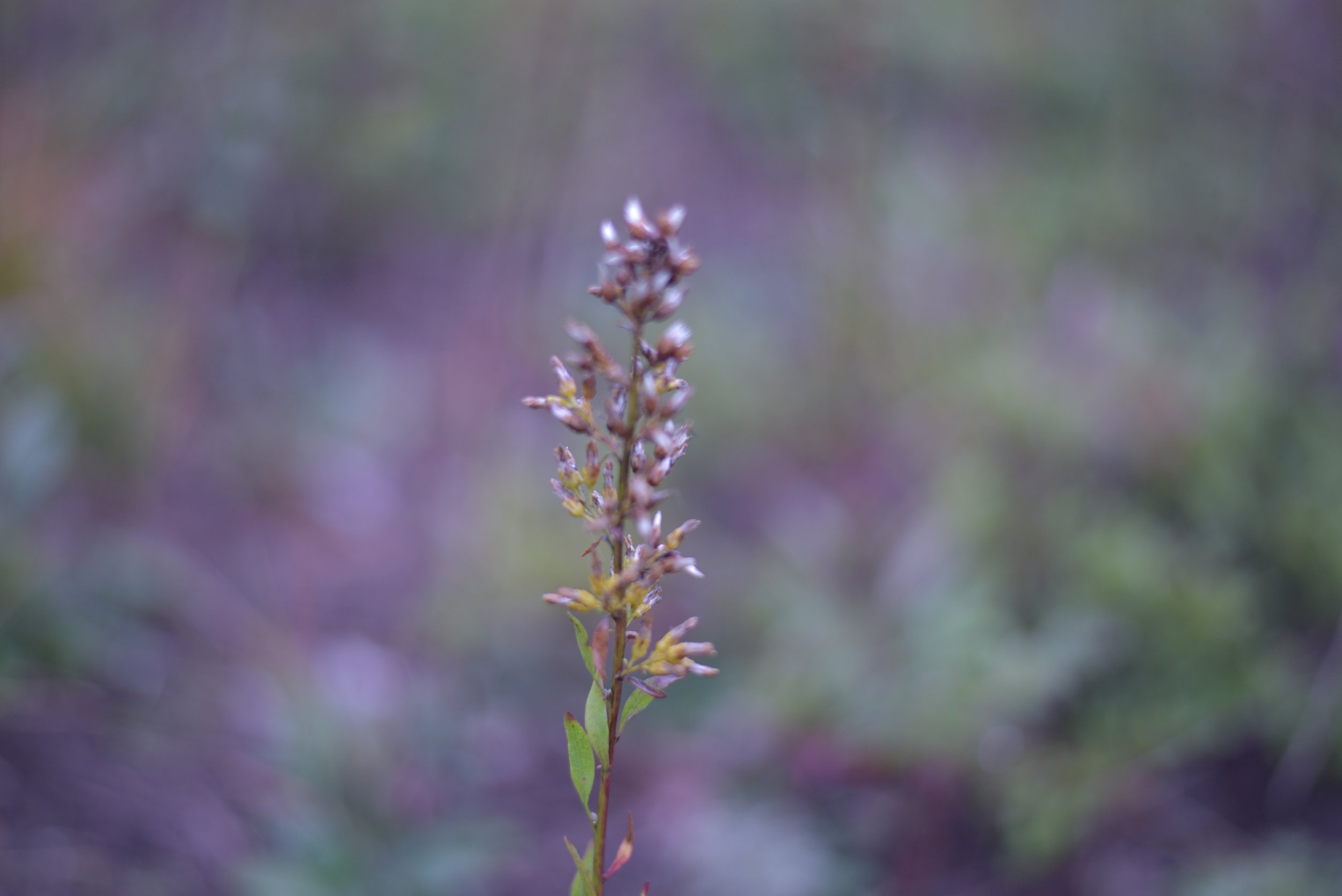 A close-up of a tall, thin wildflower with small purple and white buds against a blurred background of greenery.