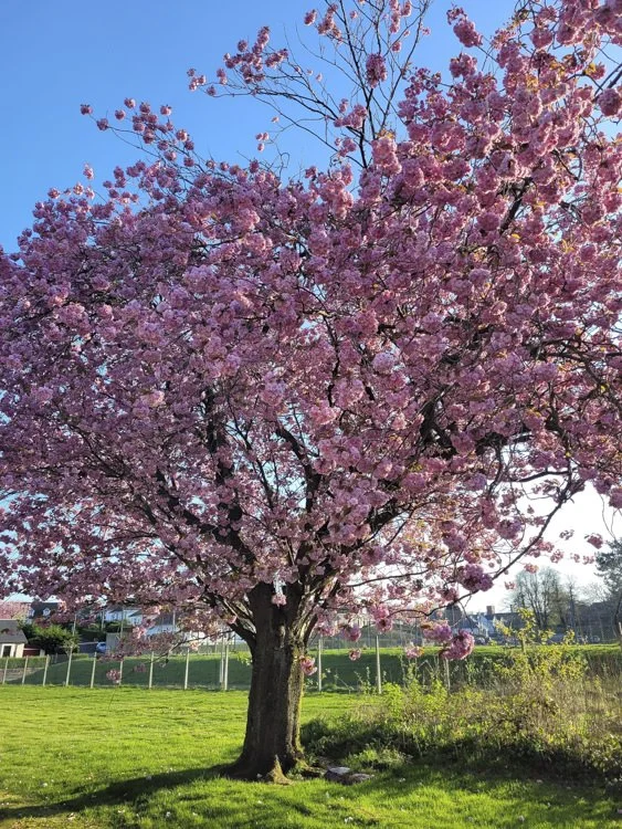 A pink flowering cherry blossom tree in full bloom outside the church on a sunny day.