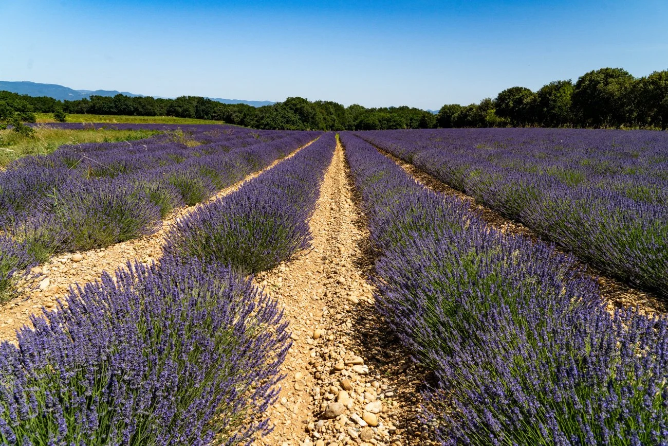 AMA SUR DE FRANCIA 2023 Alta-71.jpg