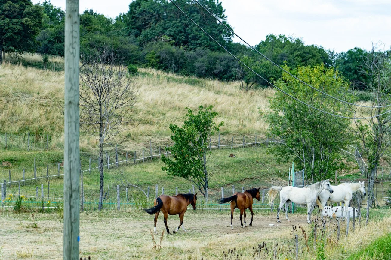 AMA SUR DE FRANCIA 2023 Alta-123.jpg