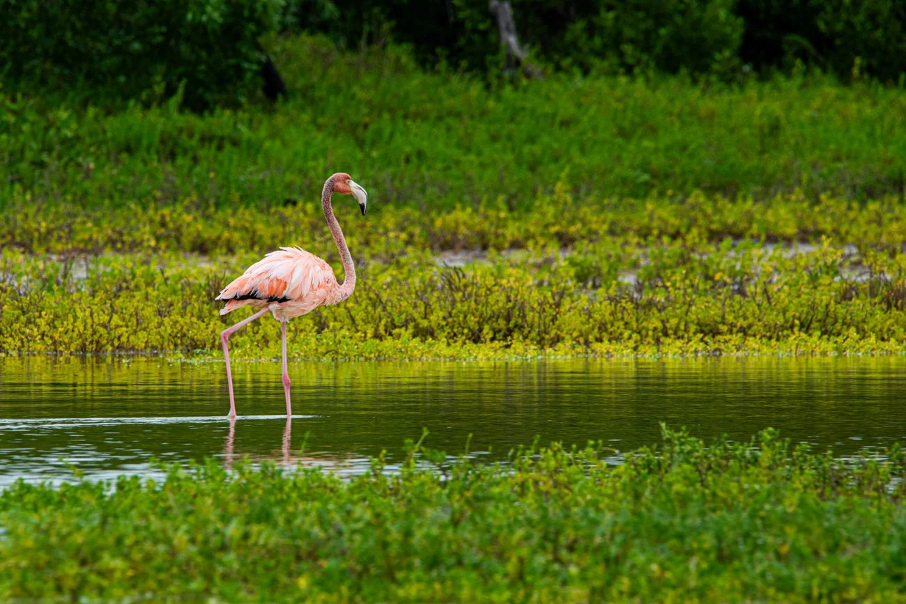 A pink flamingo standing in shallow water surrounded by green aquatic plants and vegetation.