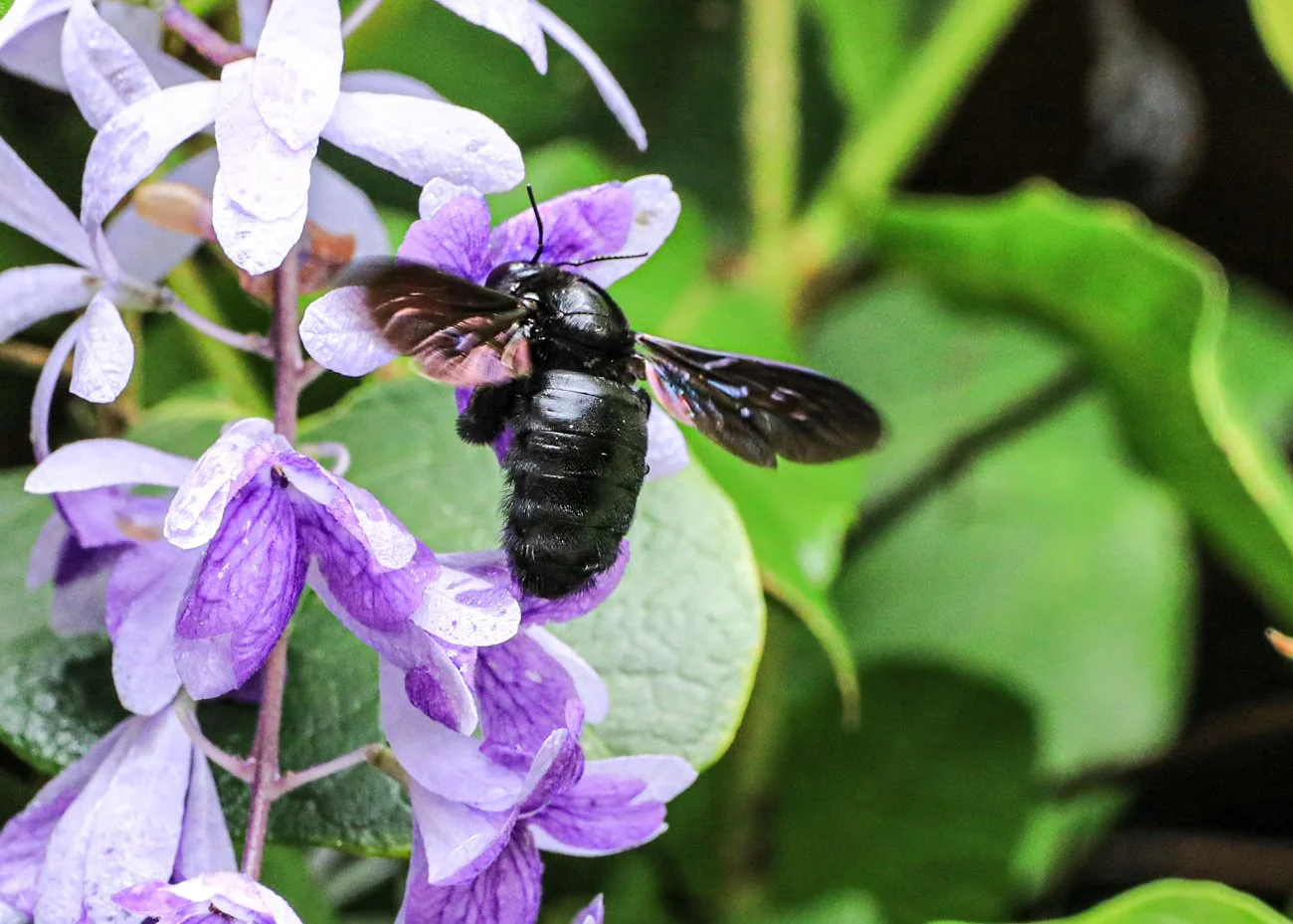 Close-up of a black bee with translucent wings on purple flowers with green leaves in the background.