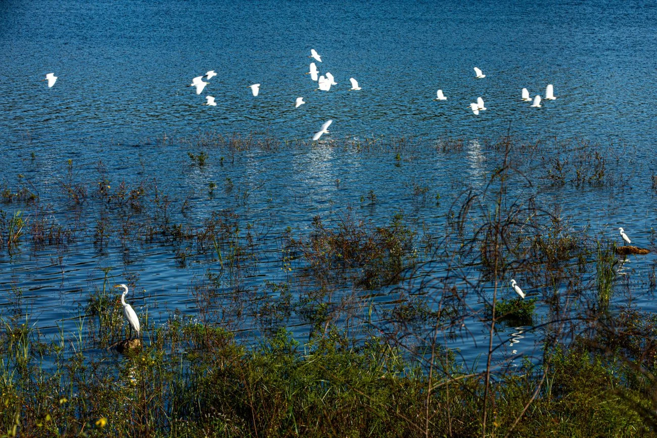 A group of white birds flying over a body of water with some birds perched on branches and vegetation in the foreground.