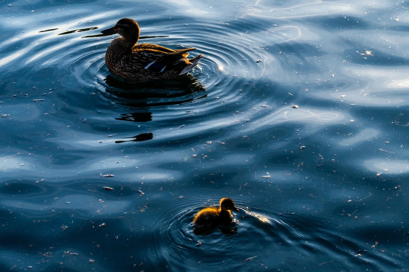 ITALIA, LOMBARDÍA, LAGO DE COMO 2024 Alta-24.jpg