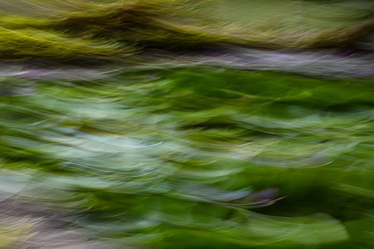 Blurred image of green and purple foliage with streaks of light, creating an abstract, painterly effect.