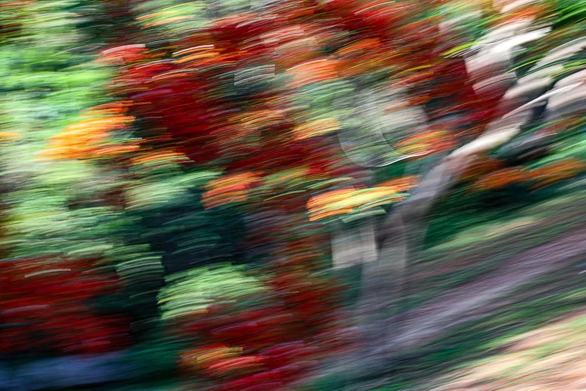 Blurred image of colorful flowers with red, yellow, orange, and green hues.