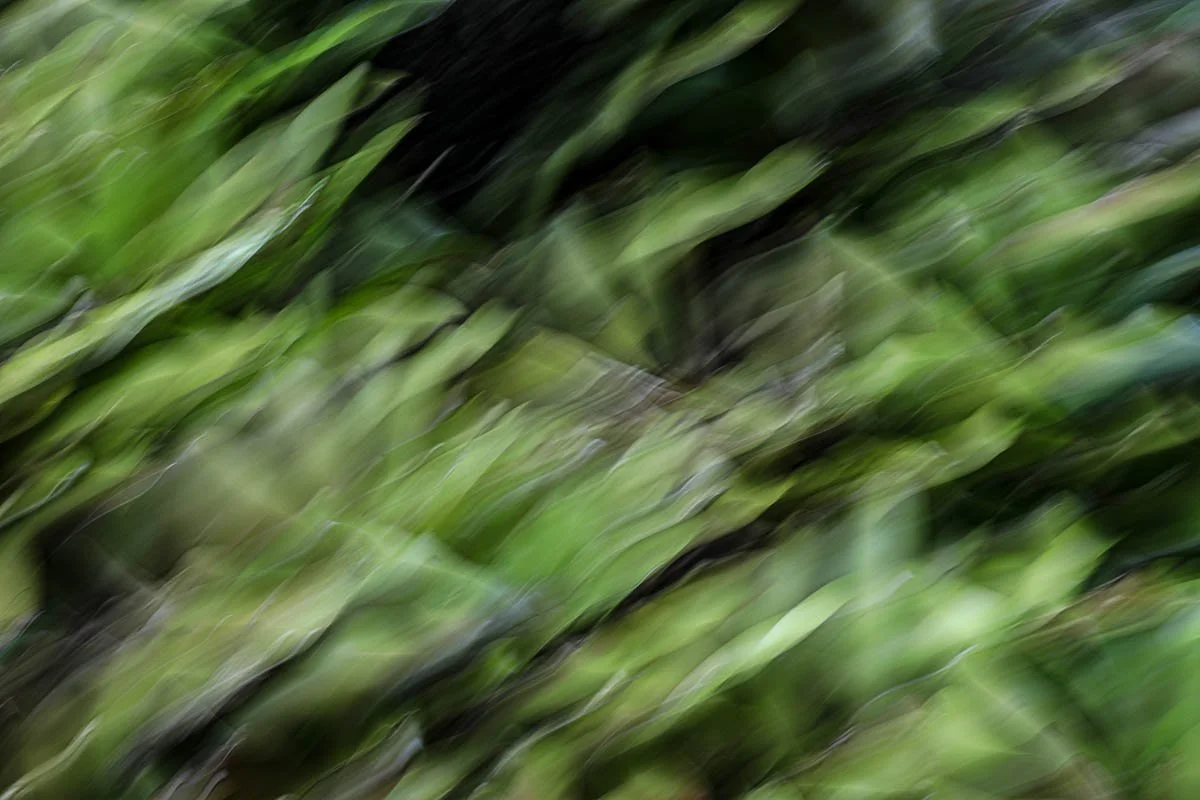 Blurred motion of green leaves or grass.