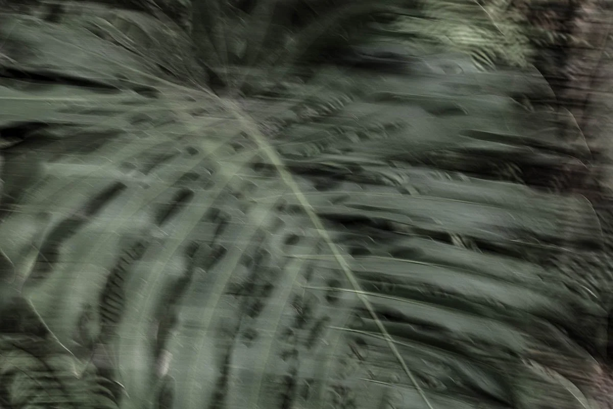 Blurred image of green palm fronds or leaves.