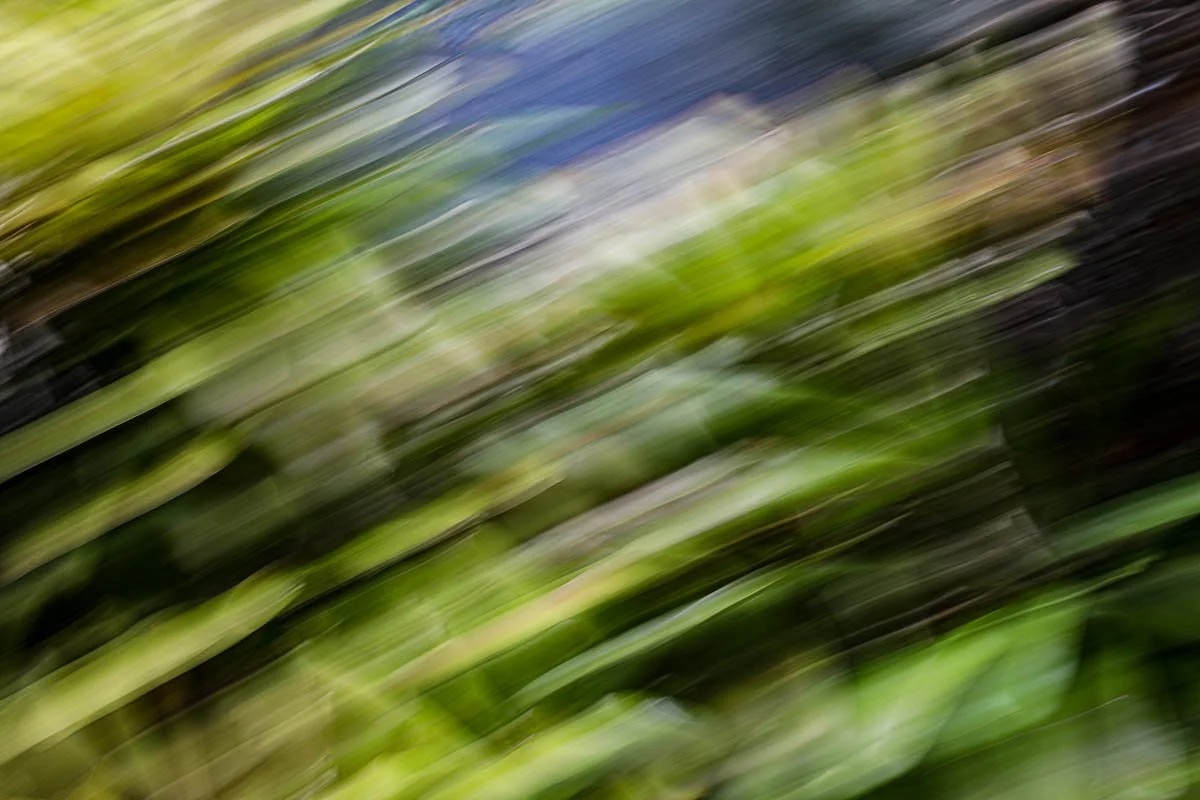 Blurred image of green grass and possibly plants or foliage with streaks of darker colors.