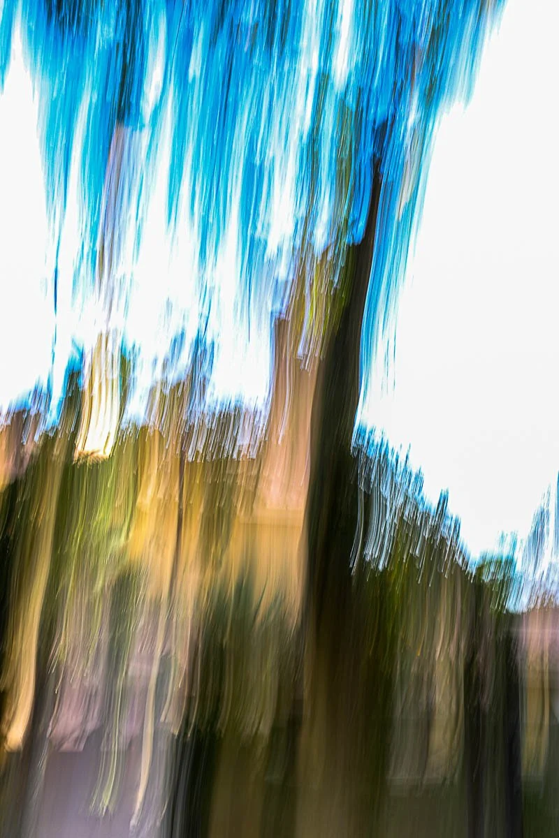 Blurred photo of trees with blue sky and some sunlight in the background.