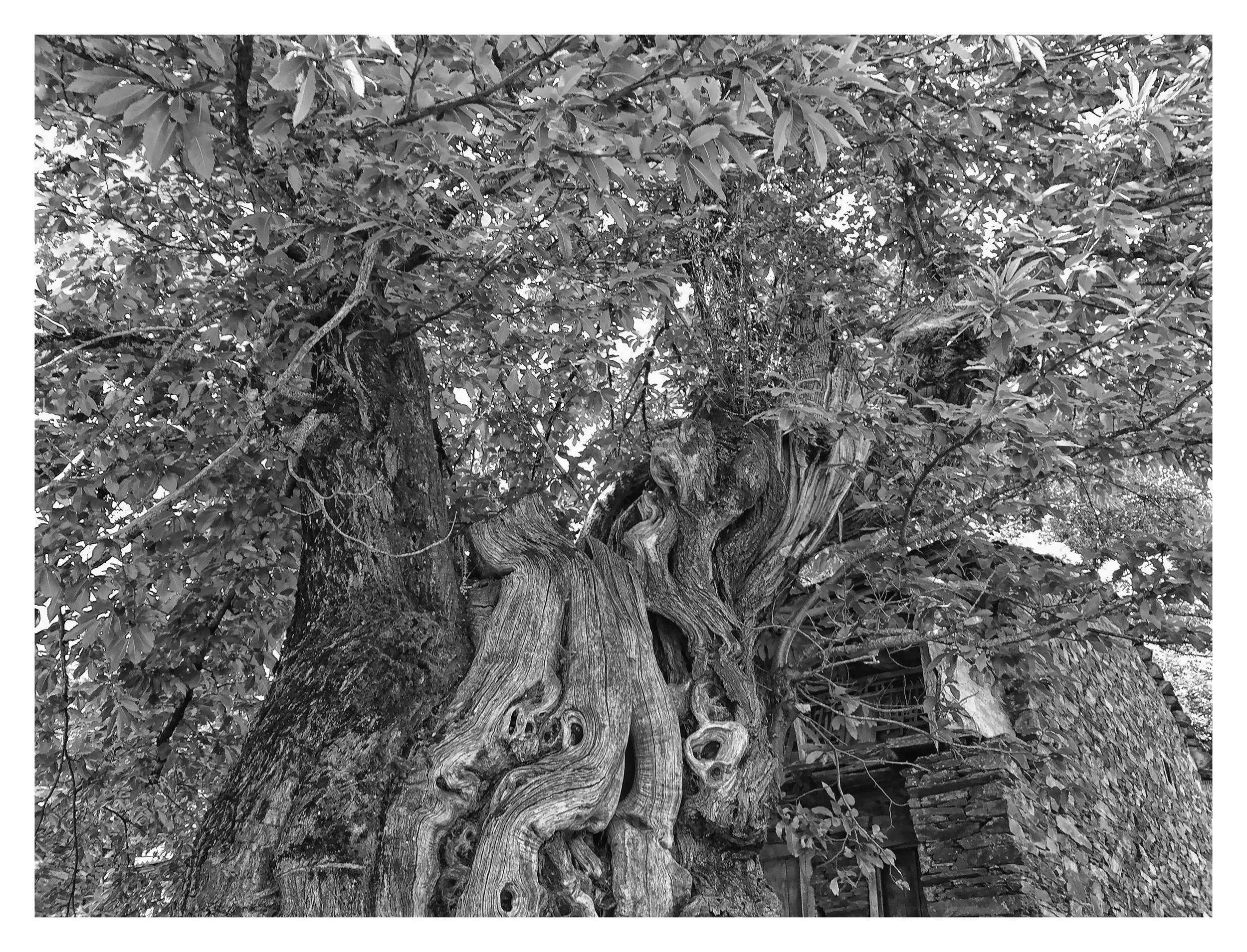 Close-up of an old, gnarled tree trunk with textured bark, branches, and leaves, alongside a stone wall with a window.