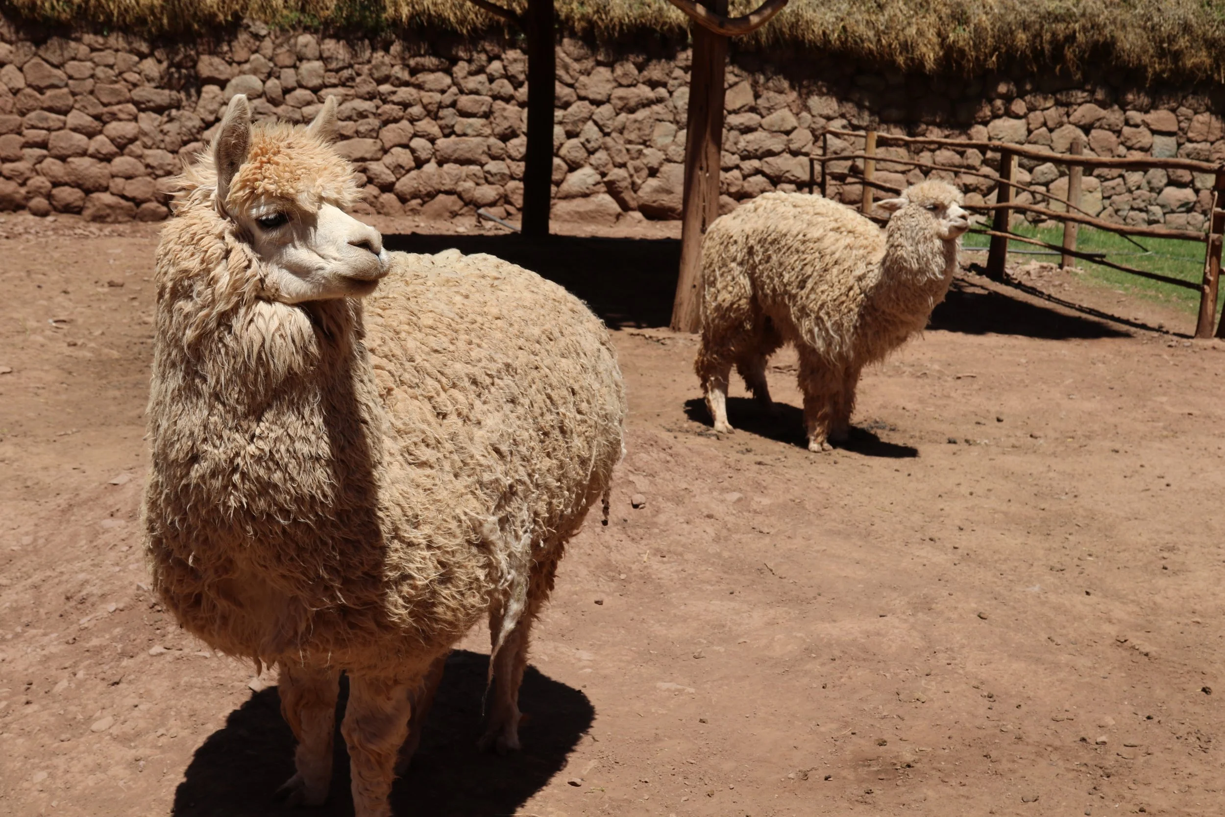 Two alpacas standing on dirt ground, with a stone wall and wooden fence in the background.