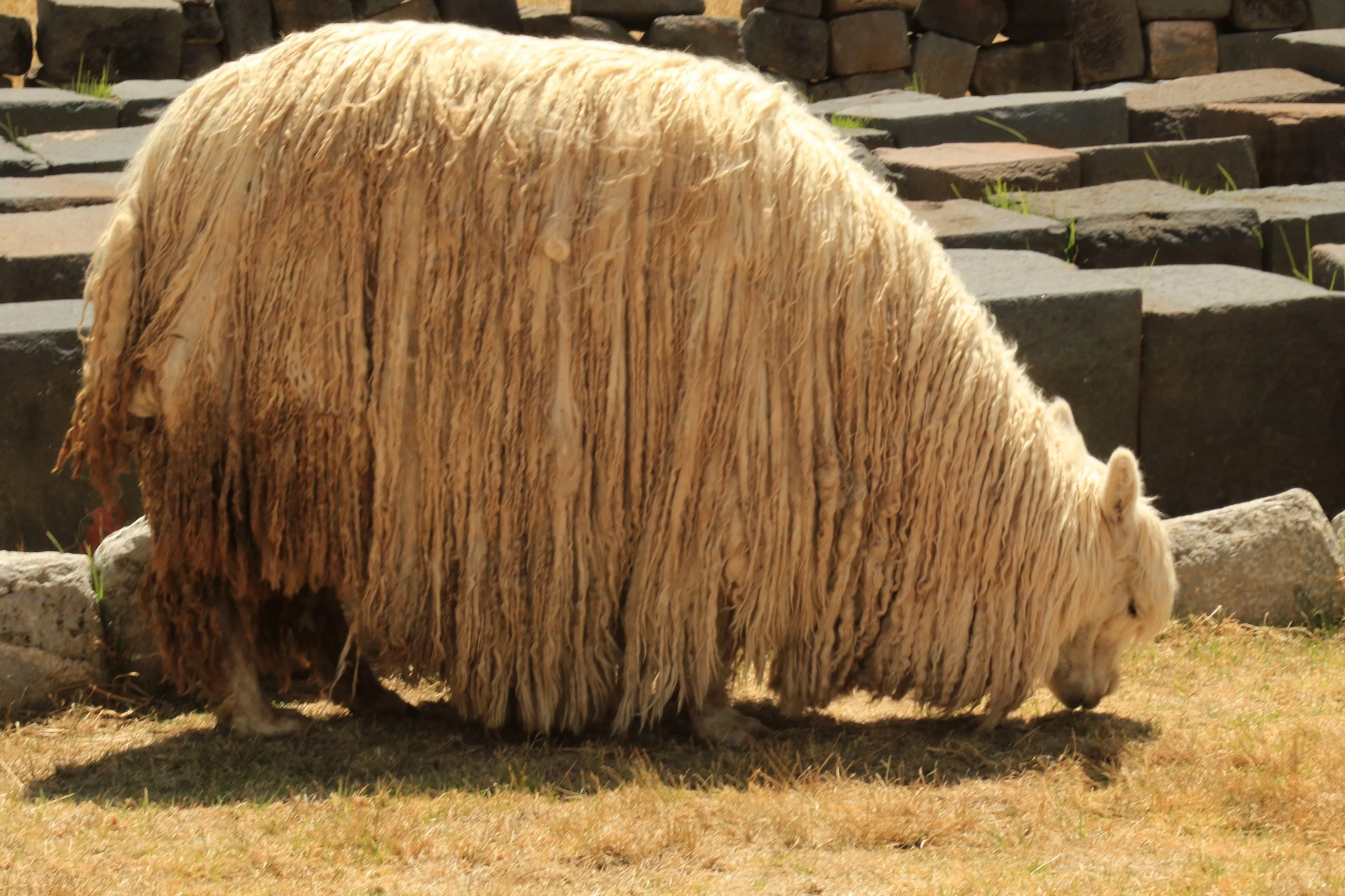 A large, shaggy, cream-colored yak grazing on grass, with stone steps and rocks in the background.