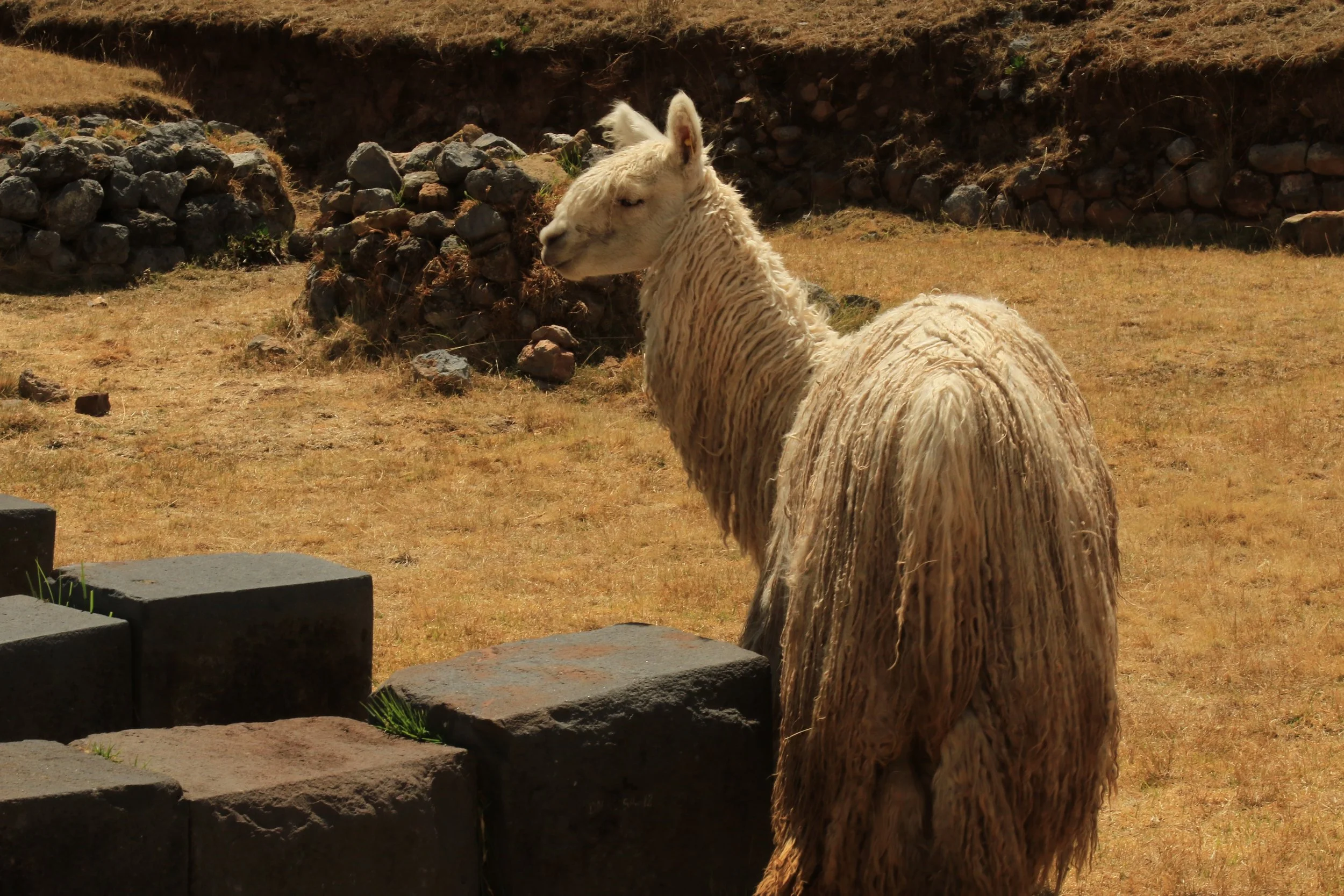 A llama standing on a dry grassy terrain with rocks and stones in the background.