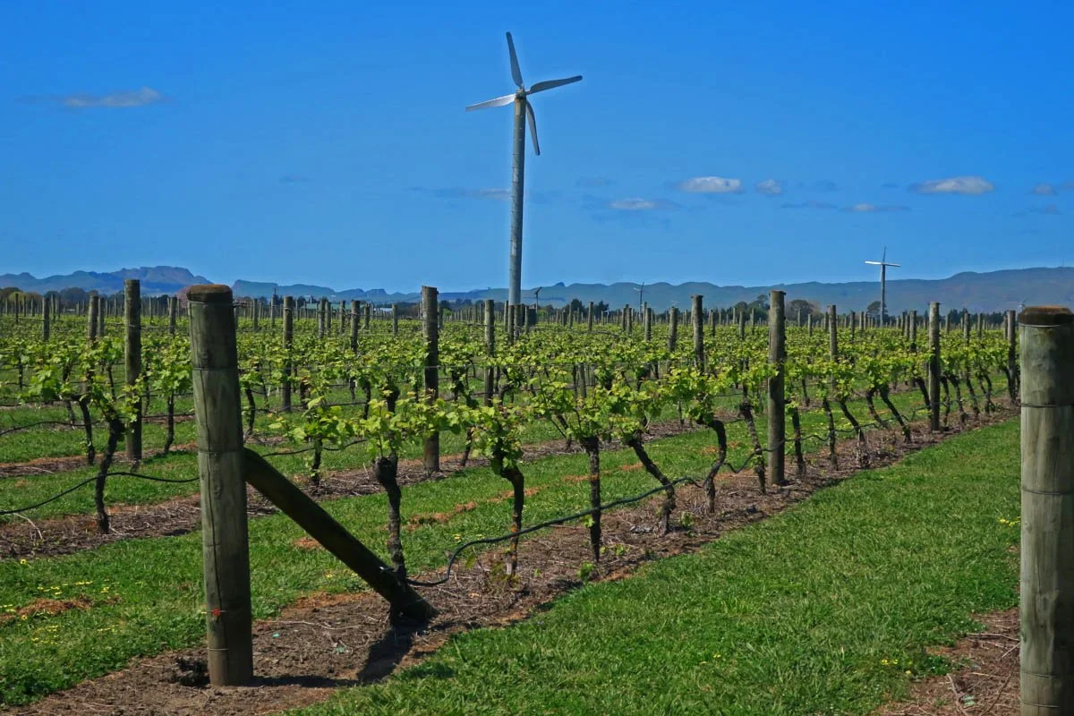 HAWKE_S BAY WINE CROP.jpg