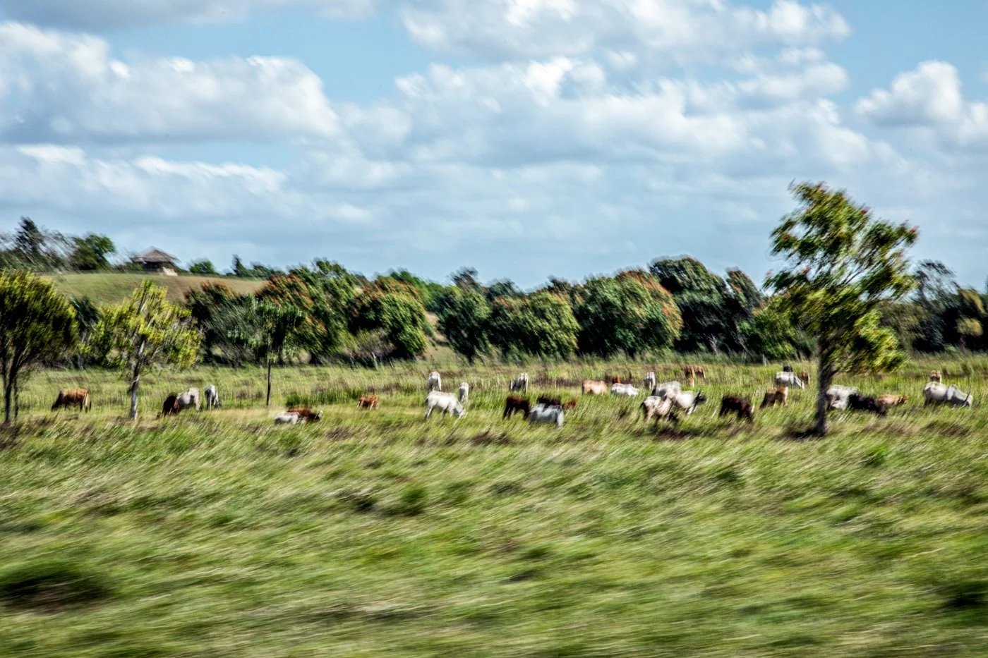 Cows grazing in a grassy field with trees and a cloudy sky in the background.
