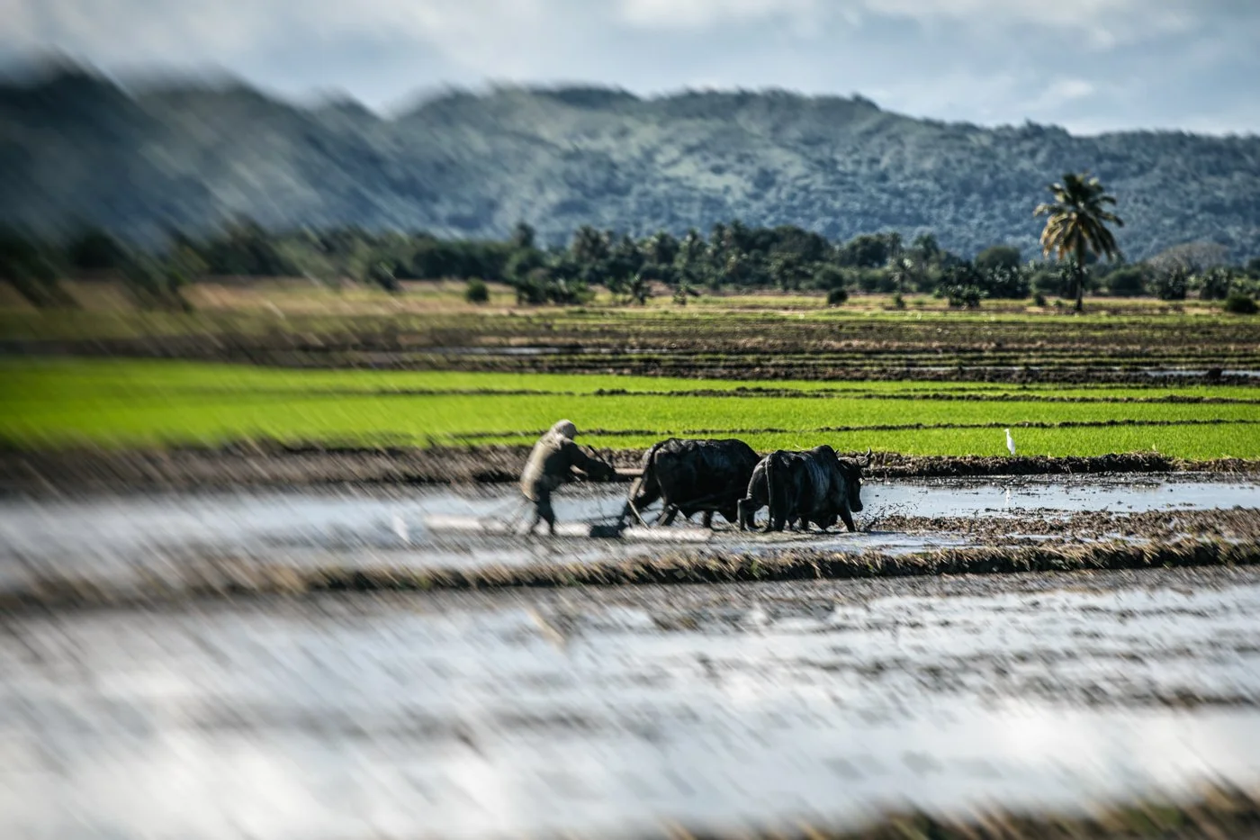 Farmer plowing a rice field with oxen in a rural landscape with mountains and palm trees in the background.