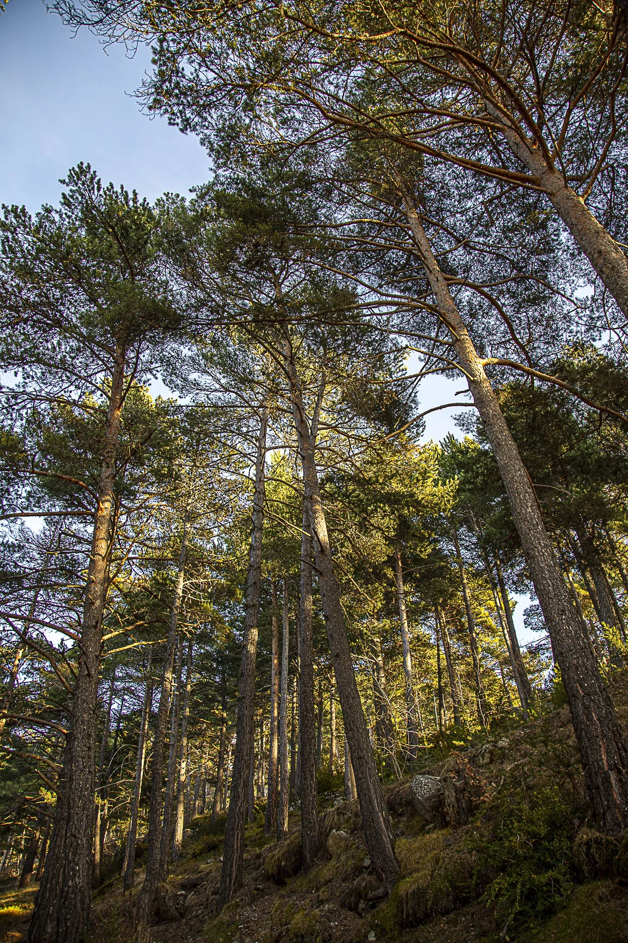 Tall pine trees in a forest with a blue sky overhead.