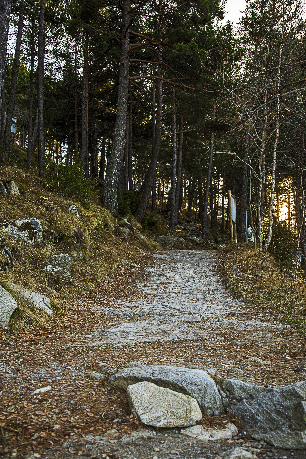 A dirt trail through a forest with tall pine trees and a rocky path, with sunlight filtering through the trees.