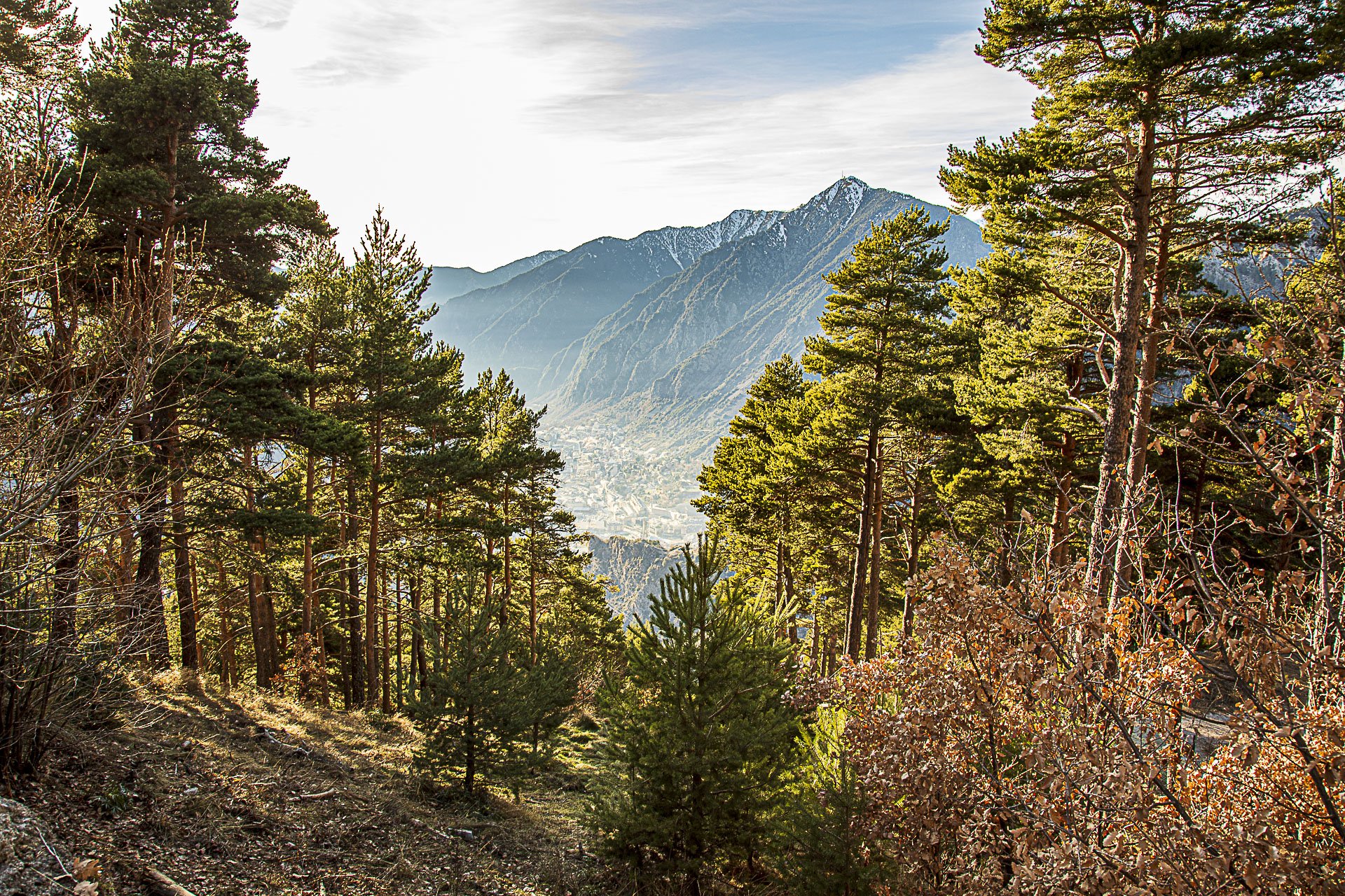 Mountain view framed by pine trees with a hint of snow on the peaks in the background