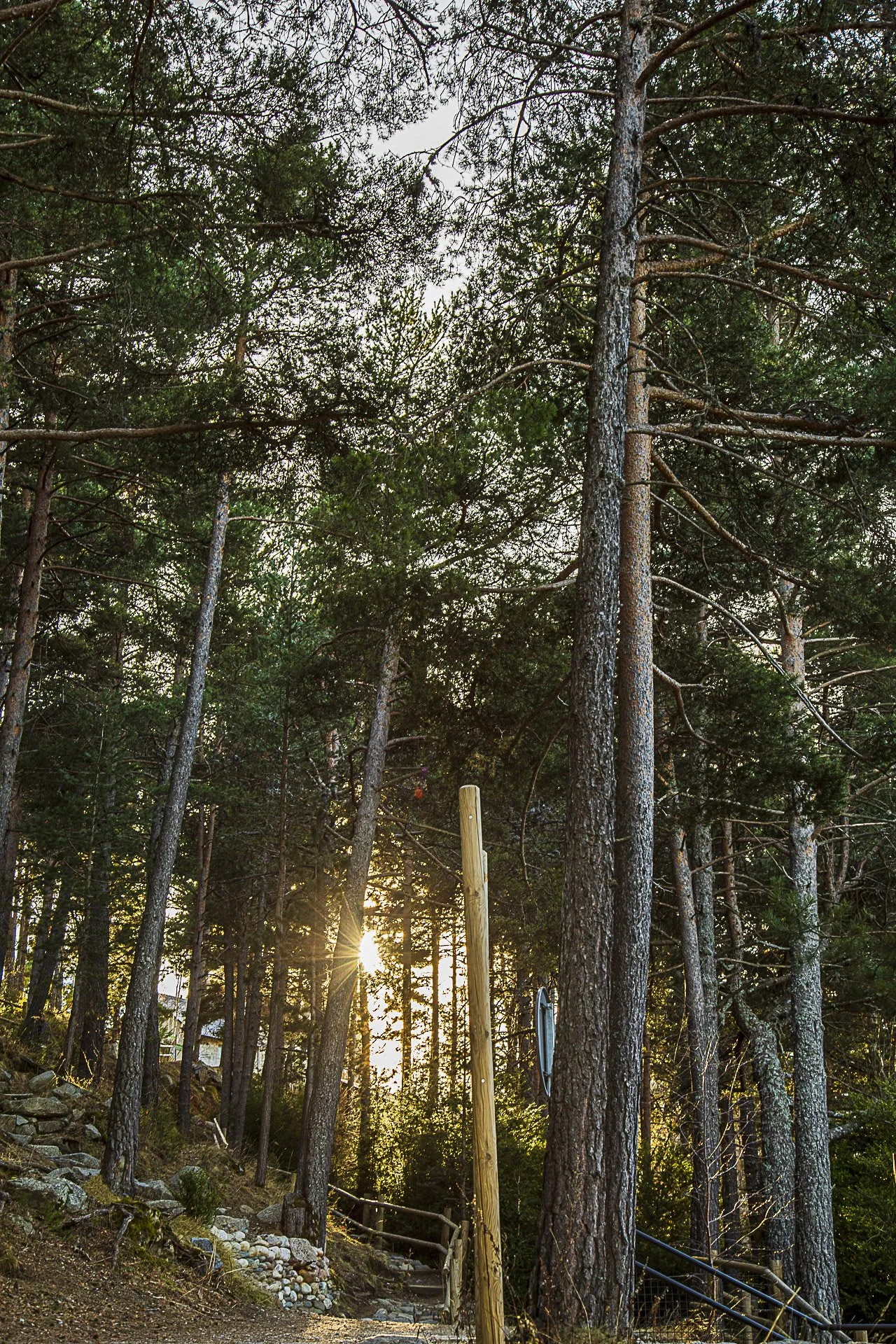Sunset or sunrise filtering through tall pine trees in a forest, with a dirt path and a wooden pole along the trail.