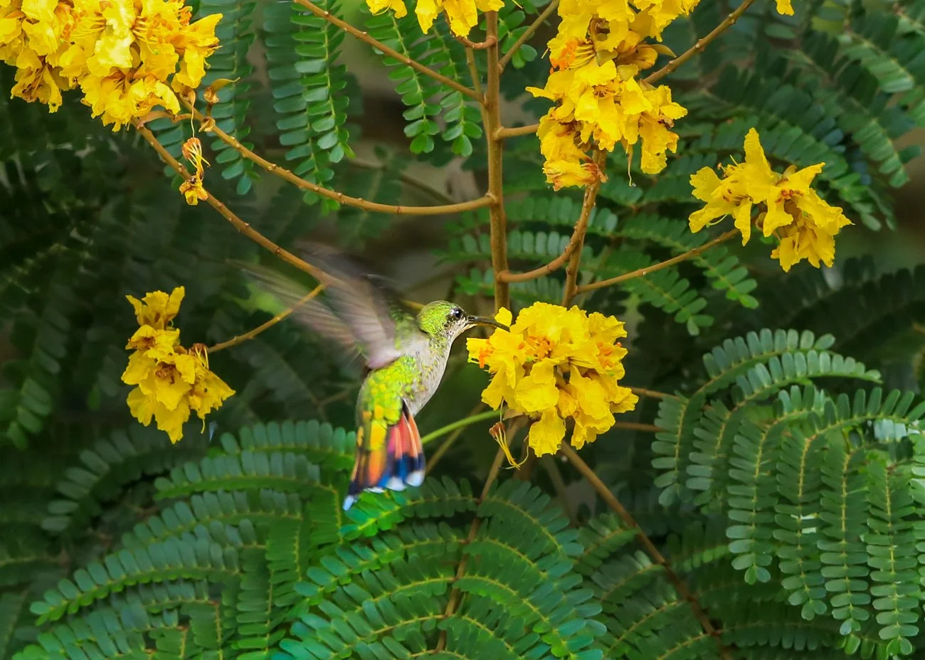A hummingbird with green and red feathers feeding from yellow flowers on a lush green plant.