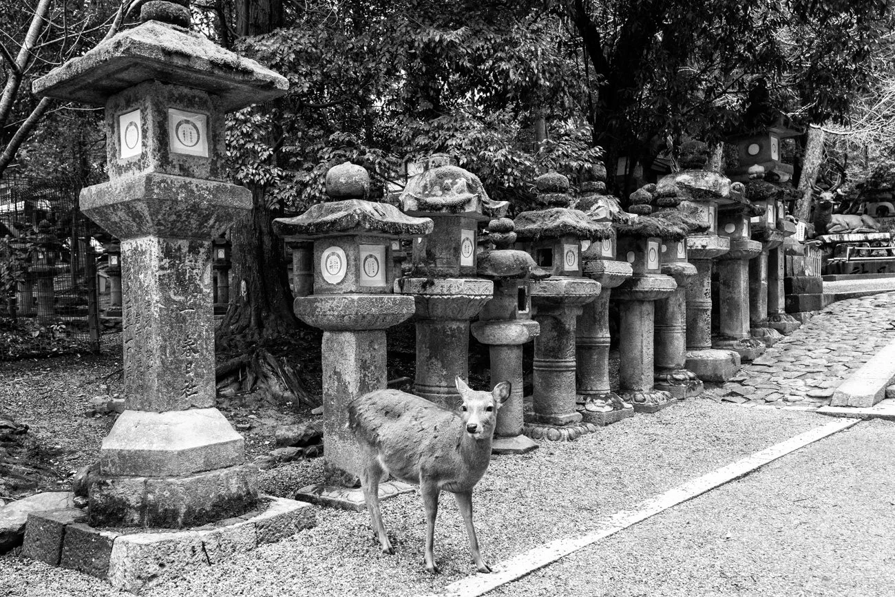 A line of traditional stone lanterns along a pathway in a temple or garden with a deer standing in front of them, all captured in black and white.